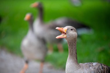 Münih 'in İngiliz bahçesindeki çeşitli ördek türleri