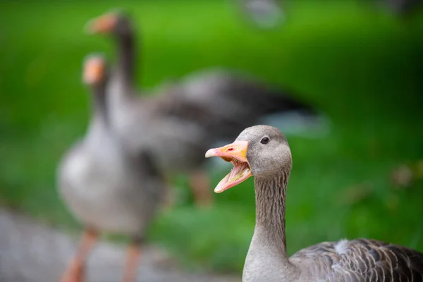 绿野鸭英式花园中央的各种类型的鸭子 — 图库照片