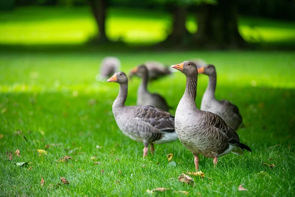 Vários Tipos Patos Meio Jardim Inglês Munique — Fotografia de Stock