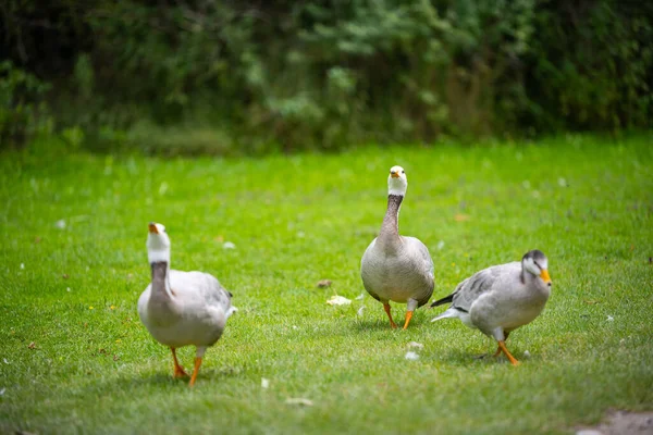 Vários Tipos Patos Meio Jardim Inglês Munique — Fotografia de Stock