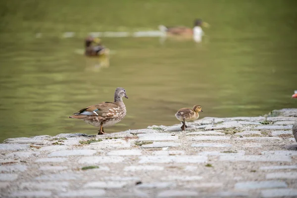 Münih Ngiliz Bahçesindeki Çeşitli Ördek Türleri — Stok fotoğraf