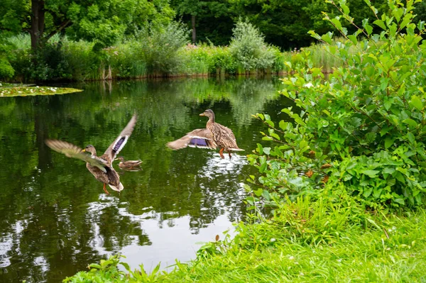 Vários Tiros Uma Pequena Lagoa Com Lotes Patos — Fotografia de Stock