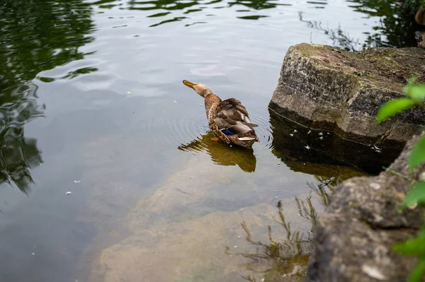 Bir Sürü Ördeği Olan Küçük Bir Göletin Çeşitli Çekimleri — Stok fotoğraf
