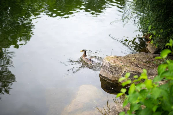 Bir Sürü Ördeği Olan Küçük Bir Göletin Çeşitli Çekimleri — Stok fotoğraf