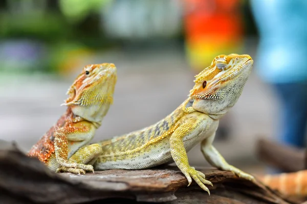 Iguana with spiky skin — Stock Photo, Image