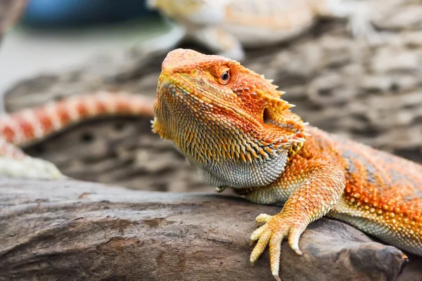 Iguana with spiky skin — Stock Photo, Image