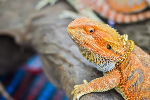 Iguana with spiky skin — Stock Photo, Image