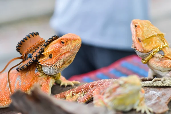 Iguana with spiky skin — Stock Photo, Image