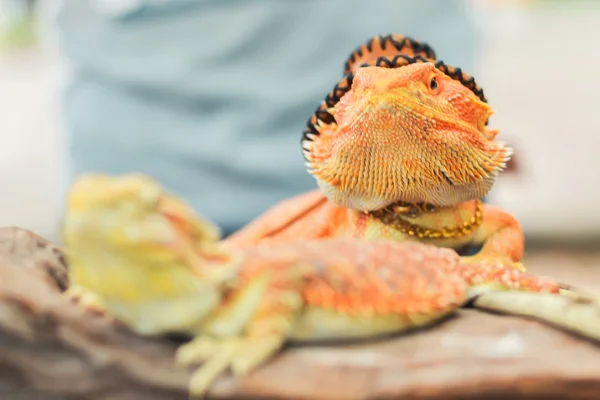 Iguana with spiky skin — Stock Photo, Image