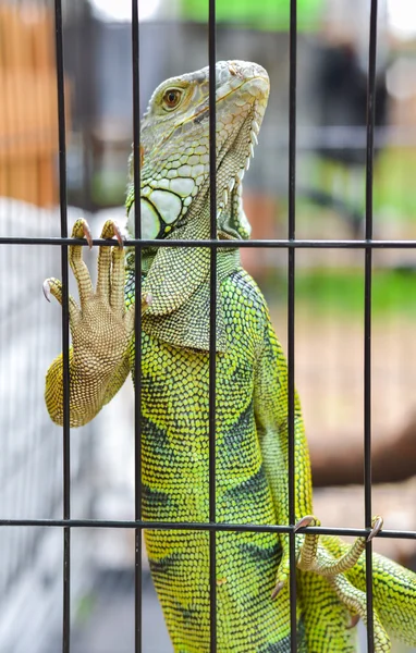 Iguana in the cage — Stock Photo, Image