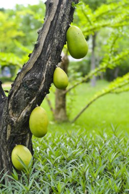 Kabak şişe veya kabak vulgaris