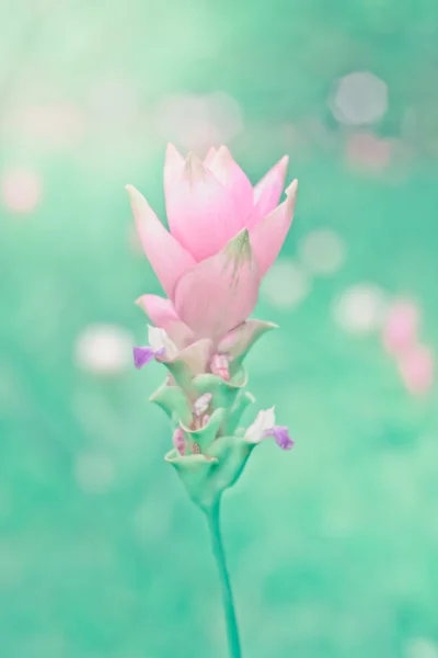 Siam tulpen zijn bloei in de tuin — Stockfoto