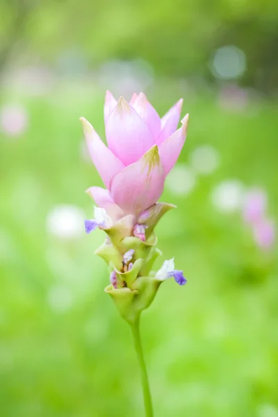 Siam tulips are blooming in the garden — Stock Photo, Image