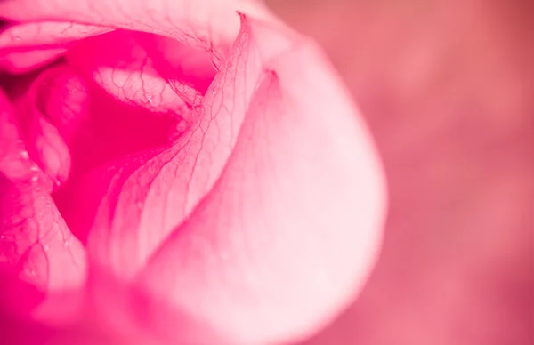 Rosa Lotus — Stockfoto