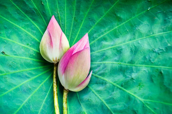 Pink lotus — Stock Photo, Image