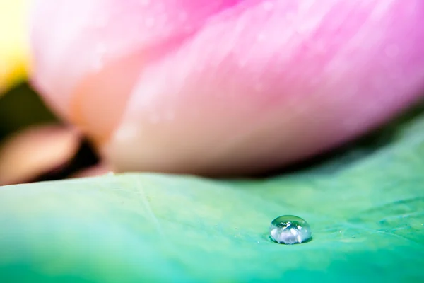 Vattendroppar på lotusblad — Stockfoto