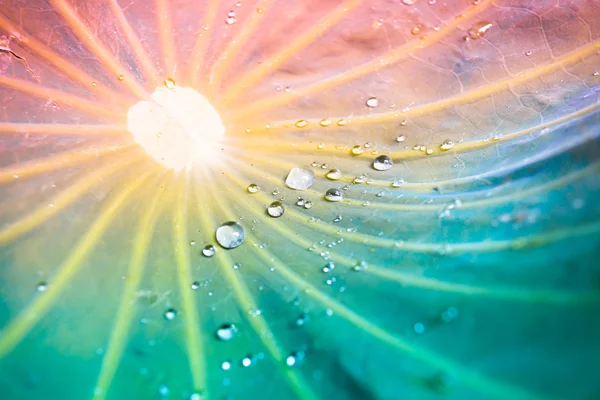 water drops on lotus leaf