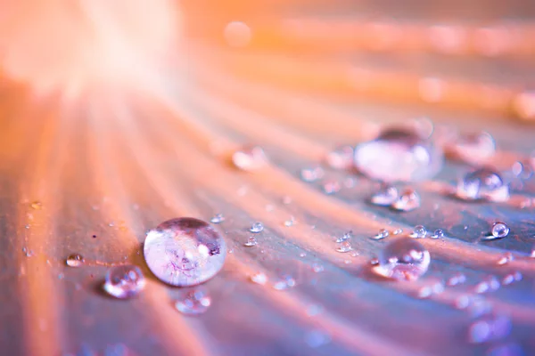 Gouttes d'eau sur la feuille de lotus — Photo