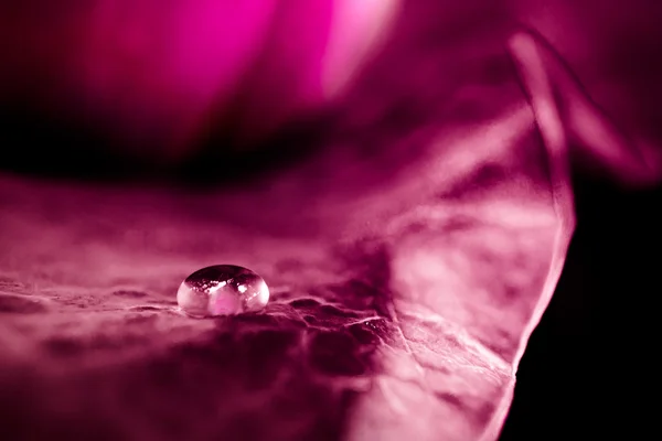 Pink lotus — Stock Photo, Image