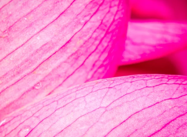 Lótus rosa — Fotografia de Stock