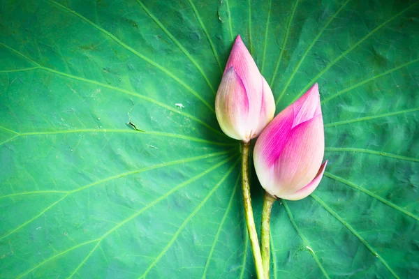 pembe lotus