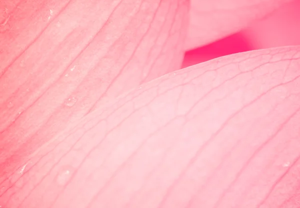 Lótus rosa — Fotografia de Stock