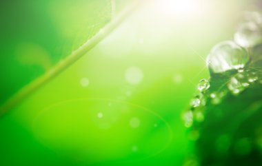 Yaprağın üzerine su damlası