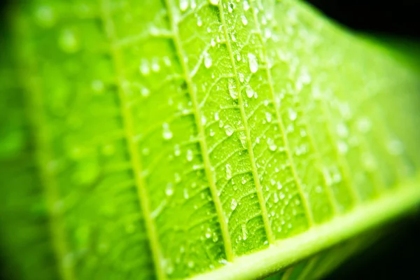 Textura de la hoja — Foto de Stock