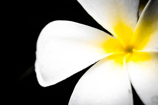 Plumeria — Photo