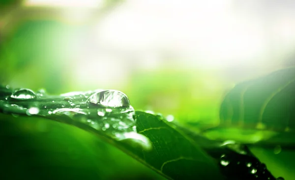 Gota de agua en la hoja —  Fotos de Stock