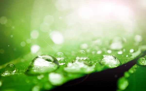 Yaprağın üzerine su damlası