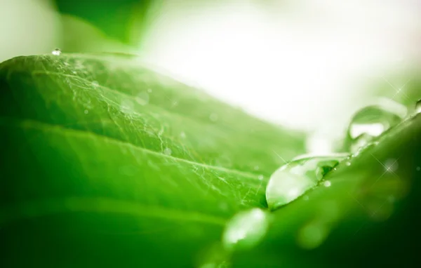 Gota de agua en la hoja — Foto de Stock