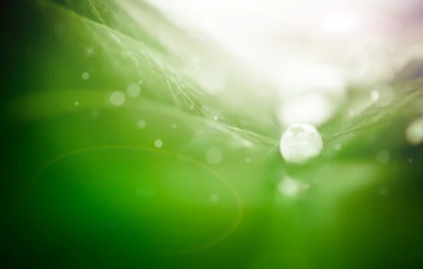 Gota de agua en la hoja — Foto de Stock