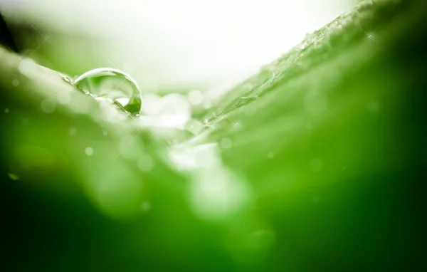 Wassertropfen auf Blatt — Stockfoto