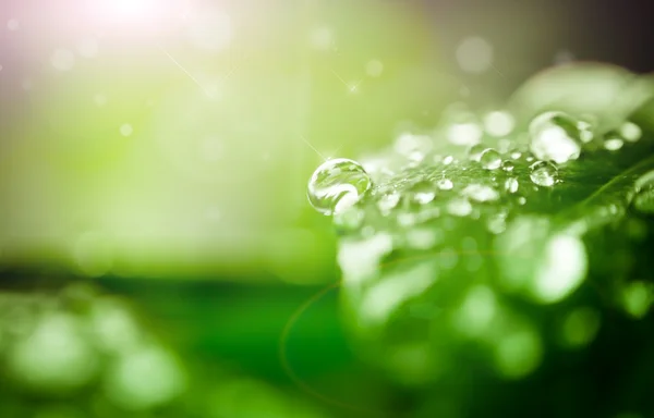 Gota de agua en la hoja —  Fotos de Stock