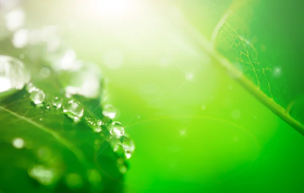 Goutte d'eau sur feuille — Photo