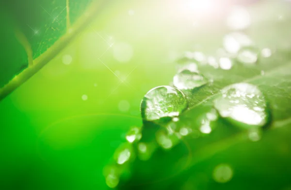 Gota de agua en la hoja — Foto de Stock