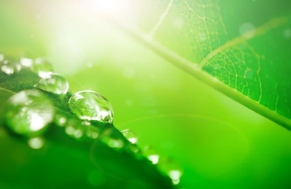 Gota de agua en la hoja — Foto de Stock