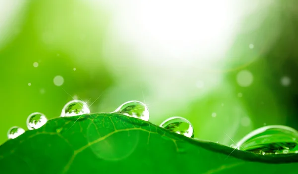 Gota de agua en la hoja —  Fotos de Stock