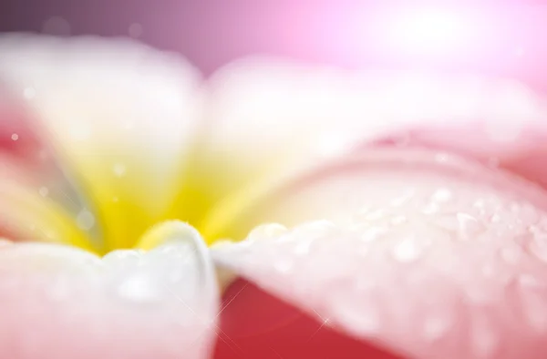 Plumeria — Fotografia de Stock