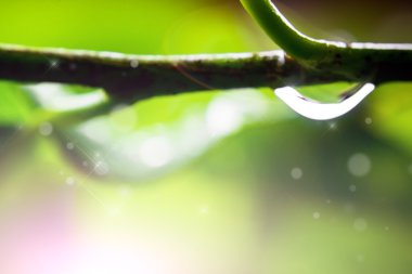 Yaprağın üzerine su damlası