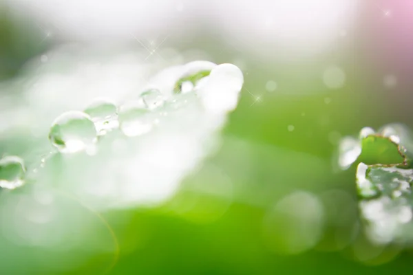 Gota de agua en la hoja —  Fotos de Stock