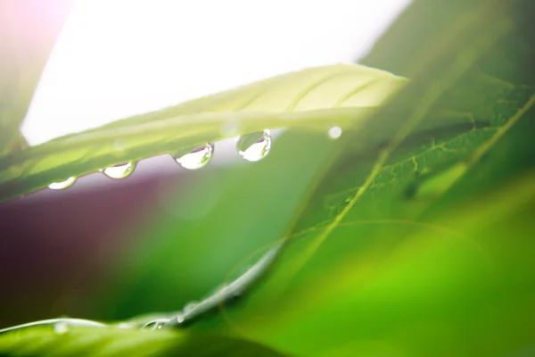 Wassertropfen auf Blatt — Stockfoto