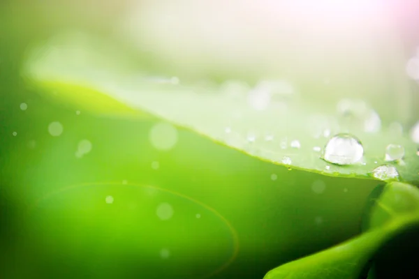 Waterdruppel op blad — Stockfoto