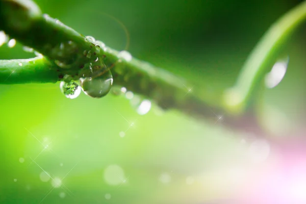 Wassertropfen auf Blatt — Stockfoto