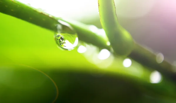 Goutte d'eau sur feuille — Photo