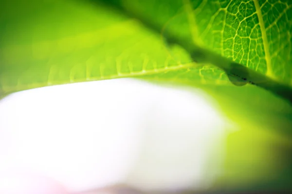 Goutte d'eau sur feuille — Photo