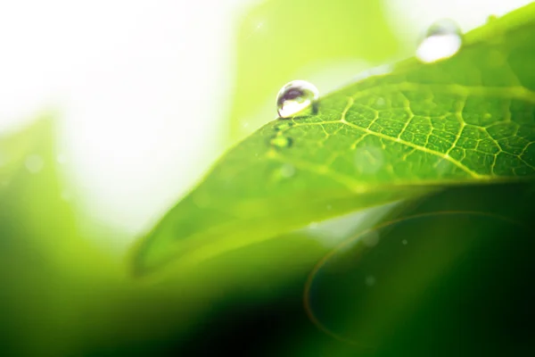 Gota de agua en la hoja —  Fotos de Stock