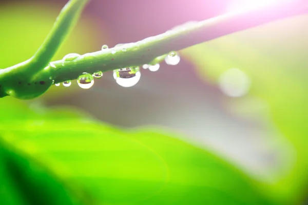 Water drop on leaf — Stock Photo, Image