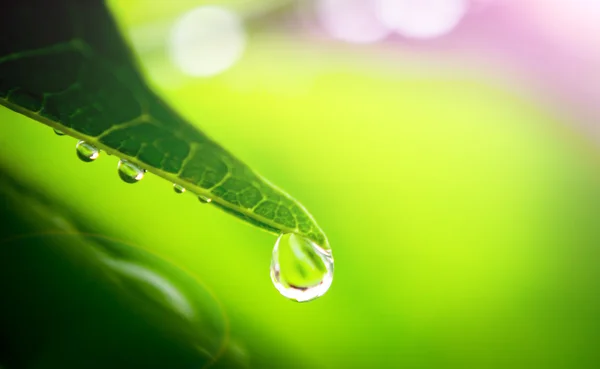 Wassertropfen auf Blatt — Stockfoto